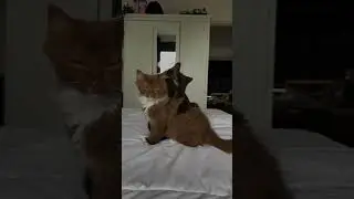 A compilation of funny and cute cat videos #72 #shorts #cat #animals #funny #cute #funnycats #memes