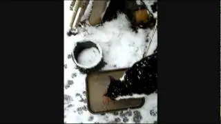 kittybreakfast snow 12-25-2010
