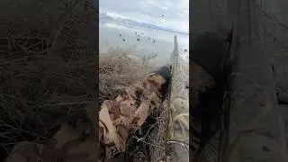 Do MOJOs work? #duckhunting #decoy #hunting #mojo #birds #duck #hunter #waterfowl #hunter #gopro