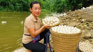 TIMELAPSE -- Harvesting duck eggs, Transporting to market, Selling - Cooking eggs