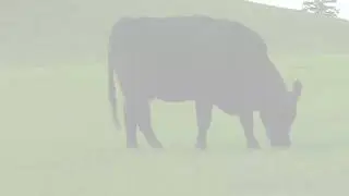 Why Use Top Dollar Angus For Feeder Cattle - The Perks