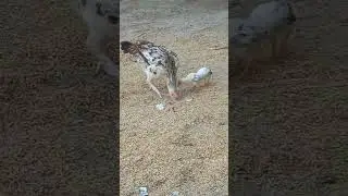 Desi hen cock can be found in Pakistan while considered to be purest ❤️🌼  @Aseelfarmshorts
