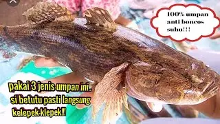 Pakai 3 jenis umpan ini di jamin ikan betutu klepek-klepek// Tutorial cara mancing ikan betutu