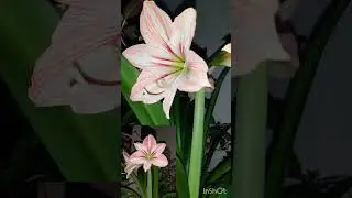 Мамины цветы⚘️🌷#цветы #cartoon #маминыцветы #мама #youtubeshorts