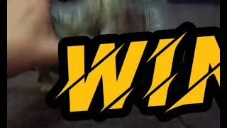 DINO BATTLE ROAR GC4