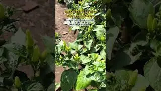 Buah cabai yang over dosis karna fukiya  bunga baru nya sudh normal kembali #cabai #perawatancabai