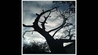 The twisted tree