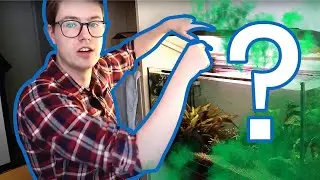 Does an Aquarium Smell? The Only True Answer