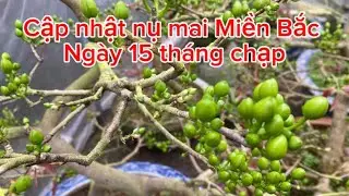 Nụ mai Miền Bắc ngày 15 tháng chạp - đón xuân Bính Ngọ -2026