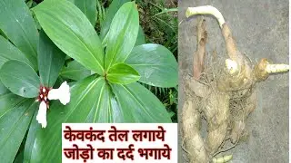 केव कंद | kevkand ke fayde | insulin plant | केऊ कंद