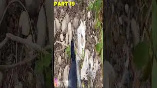 Childhood Forest Life Vlog | Jungle Tour Aunty Home and Wood Cutting