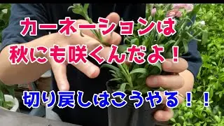 カーネーション🌺花が終わったらどうする？？来年も咲かせる方法・切り戻しのやり方を解説！！😄