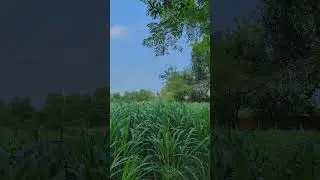 ❤️❤️💞♥️ #trending #trendingshorts #viralshorts #shorts #short #nature #views #foryou #scenery