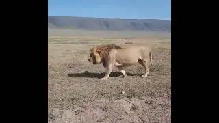 Huge Ngorongoro Crater lion, #Shorts