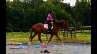 3 year old Hunter Jumper  Prospect for sale in NC started under saddle