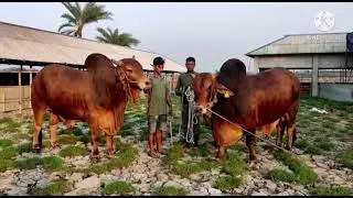 Twin Red Bull Pair Of ZamZam agro farm