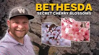 Kenwood Cherry Blossoms Walking Tour | Hidden Gem Near DC You Need to See!