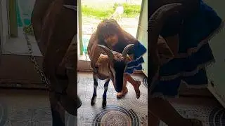 Eid ka Bakra 💯💖#bakridspecial #bakridstatus #bakridmubarak #shots #tranding #lifestyle #ytshorts