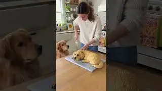 Labrador Shocked When Owner Cuts Cake That Looks Exactly Like Him 😱🎂🐶 | Funny Pets #shorts  #viral
