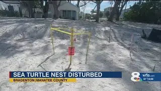 Sea turtle nest disturbed on Bradenton Beach