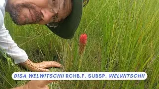 Bush Trek Highlights | Disa welwitschii subsp. welwitschii