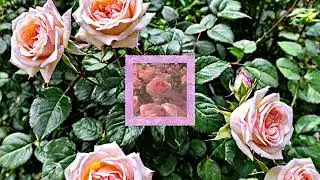 ''La Maritza'' Old School Hiphop Beat