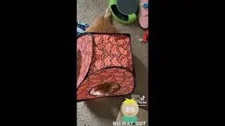 When Your Cat Is Too Big For Cat Stuff