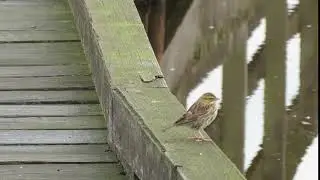 Savannah sparrow, Passerculus sandwichensis