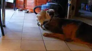 Di&oacute; Pug and Alfi Bloodhound