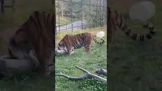 Toronto Zoo Full Tour |Toronto Zoo 2022 | Largest Zoo in Canada