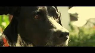 Herrmann's Manufaktur -  Natural, Organic Dog & Cat Food