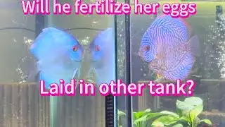 Will male fertilize  her eggs after deposited in other tank #discusbreeding