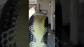 Cobra real, la serpiente venenosa mas grande que existe.