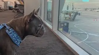 Air travel has gone to the dogs... and cats too! Ready Pet GO!