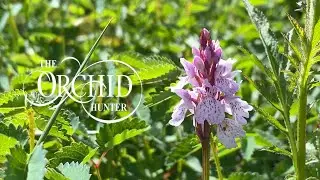 Orchid Hunter - 056 - Merry's Meadows (28th May 2020)