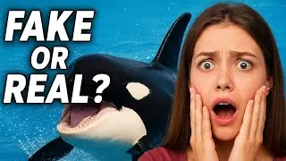 jessica dolphin accident real or fake Jessica orca dolphin attack #jessica#dolphin #news#Jessica 