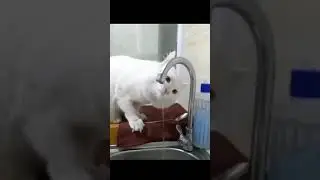 Cat drinking water from tap #funny #shorts #animal #comedy #trend