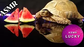 ASMR Mukbang Eating Watermelon 🍉 Turtle Tortoise 30 #asmr #subscribe #like