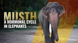 Musth | A Hormonal Cycle in Elephants