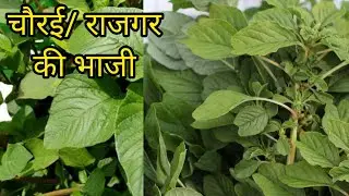 चौलाई की भाजी बनाने की बहुत ही आसान विधि,स्वाद ऐसा की बूढ़े भी मांग मांग कर खायेंगे ll #recipe 