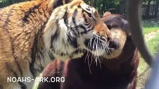 Shere Khan (tiger) and Baloo (bear) celebrate Hug Your Cat Day! - Noah's Ark Animal Sanctuary