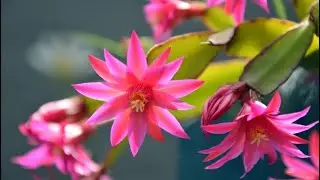 How to Grow Christmas Cactus | Potting Mix Care & Tips |