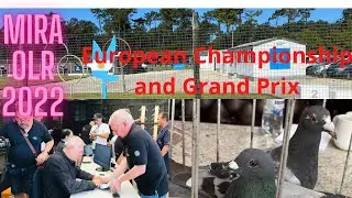 Amazing pigeon world. Mira, Portugal One Loft race. European Championship and GrandPrix