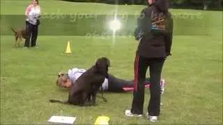 All Active-Get fit with your dog