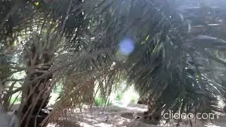 Ajwa Date Farm 84 KM from Madinah to Jeddah direction~ 22 August 2020 visit