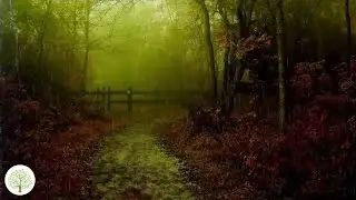 Magnifique Bruit de pluie et Flute Am&eacute;rindienne - Une Merveille pour les Oreilles