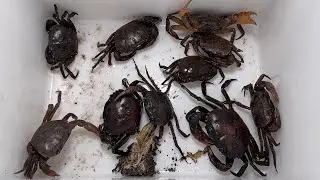 Caught big crabs and strange colored fish in the garden 🦀 🐟 