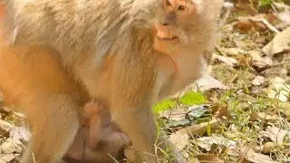 00 BLACKY MONKEY SCREAMING SCRARED APRIL | PEPPER TERRIFIES LOOKING MOTHER | MONKEY TECHNIQUE