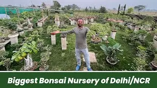 Biggest Bonsai Nursery of Delhi/NCR 😱🪴 Bonsai Shopping Online 😲 घर बैठे मँगाए