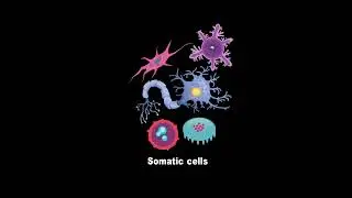 Stem Cells vs  Somatic Cells (What's the Difference)?